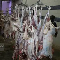 علت گرانی گوشت قرمز و مرغ؛ توزیع ۲۵۲ تُن مرغ منجمد در کهگیلویهوبویراحمد
