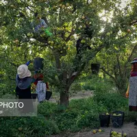 تولید برای محرومیت زدایی؛ باغ گلابی چناران  