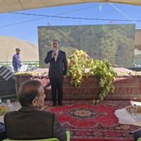 خام فروشی انگور انتظار اقتصادی این محصول را برآورده نمی‌کند