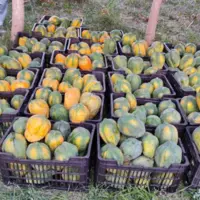 کشت ۳۰ هکتار پاپایا در شهرستان سرباز