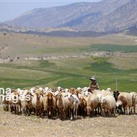 کردستان ۲.۳ درصد دام سبک کشور را در اختیار دارد
