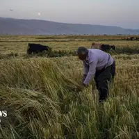 برداشت برنج کامفیروزی از دل شالیزارهای فارس