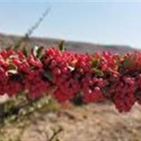 وقف باغ زرشک در خضری دشت بیاض