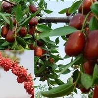 زرشک و عناب خراسان جنوبی به بورس می‌روند؛ گام جدید برای توسعه صادرات