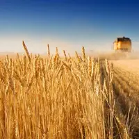 قیمت گندم ماکارونی اعلام شد