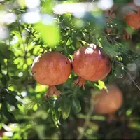 جشنواره انار در کوهدشت آغاز میشود