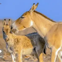 خانواده گورخر ایرانی در پارک ملی کویر