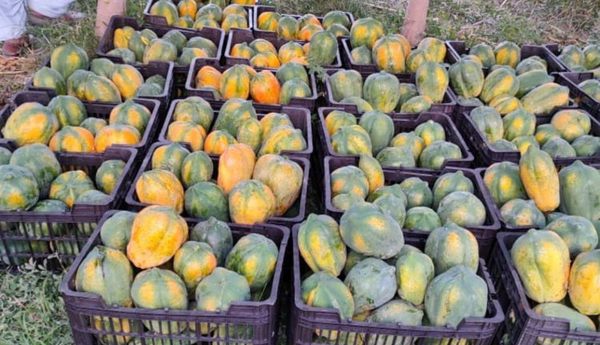 کشت ۳۰ هکتار پاپایا در شهرستان سرباز