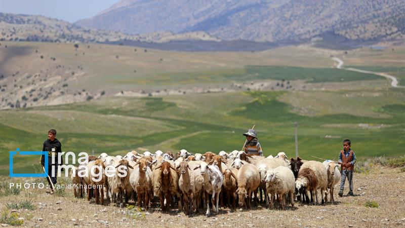 کردستان ۲.۳ درصد دام سبک کشور را در اختیار دارد