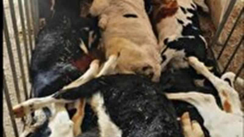هشدار دامپزشکی خراسان جنوبی در خصوص تب برفکی به دامداران