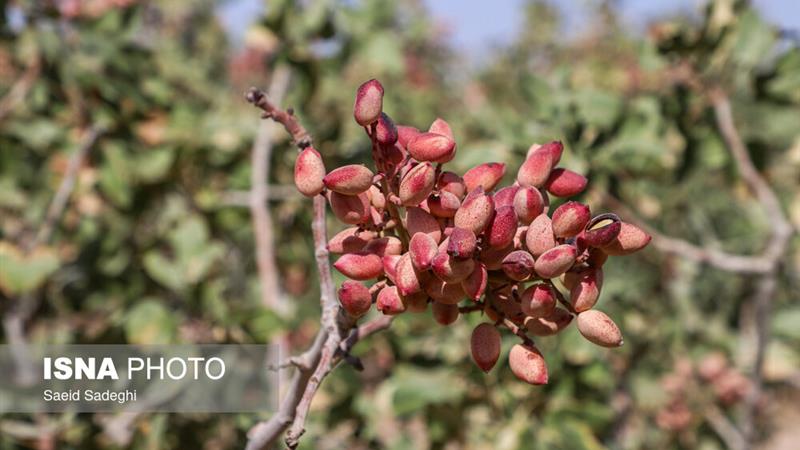سومین جشنواره ملی تولید و صادرات پسته زرندیه آغاز بکار کرد
