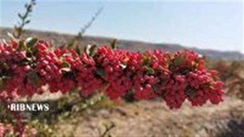 وقف باغ زرشک در خضری دشت بیاض