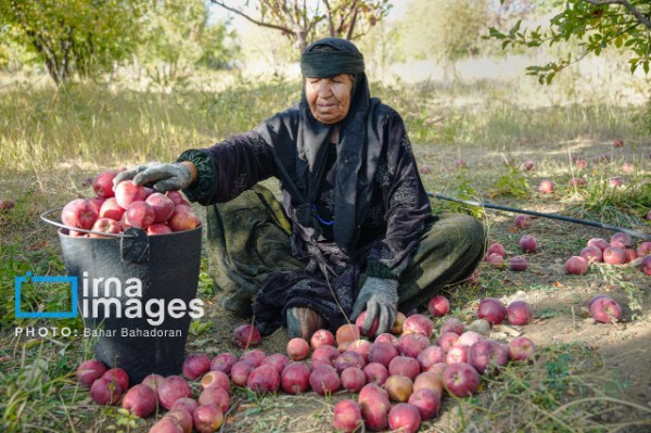 برداشت سیب از باغ‌های کهگیلویه و بویراحمد
