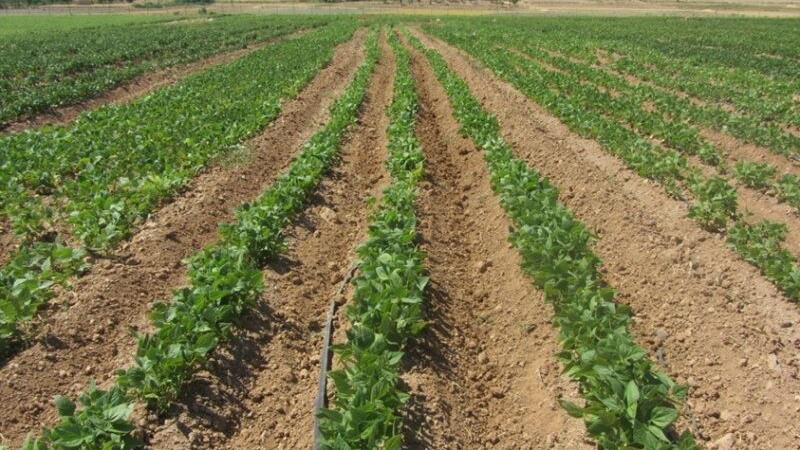 لوبیای خمین، میراثی در دل خشکسالی
