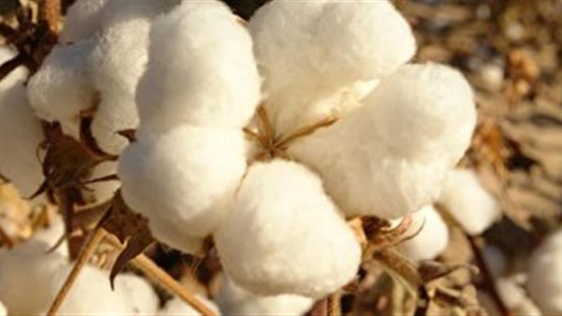 آغاز برداشت طلای سفید از مزارع خراسان جنوبی