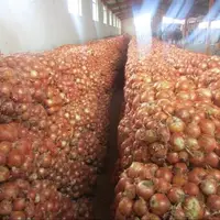 کشف انبار ۱۱۰۰ تُنی پیاز احتکارشده در مشهد