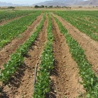 لوبیای خمین، میراثی در دل خشکسالی
