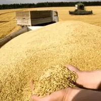 مطالبات گندم‌کاران استان بوشهر تسویه شد