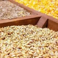 مشکل نهاده‌های دامی با اختصاص ارز برطرف می‌شود