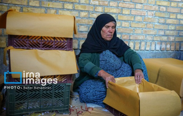 برداشت سیب از باغ‌های کهگیلویه و بویراحمد