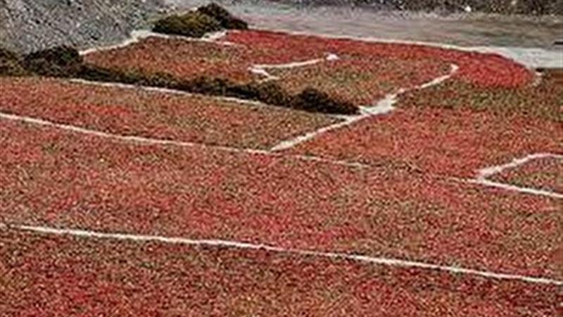 توصیه هواشناسی به کشاوزان خراسان جنوبی برای جمع آوری محصول زرشک از فضای باز