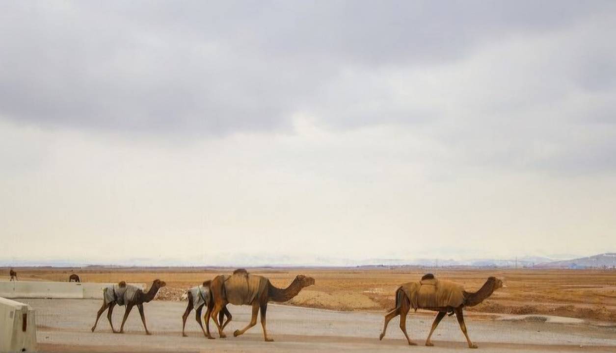 ۳۰۰ شتر از تالاب جازموریان خارج شد