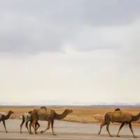 ۳۰۰ شتر از تالاب جازموریان خارج شد