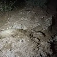 کشف لاشه شنگ اوراسیایی در جنوب فارس به ثبت یک گونه نادر جانوری انجامید