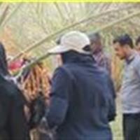 رصد و پایش میدانی باغات نخل شهرستان طبس