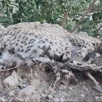 کشف لاشه پلنگ ایرانی در منطقه حفاظت‌شده بوشهر