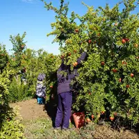 برداشت انار از ۱۱۰۰ هکتار باغهای بجستان خراسان رضوی آغاز شد