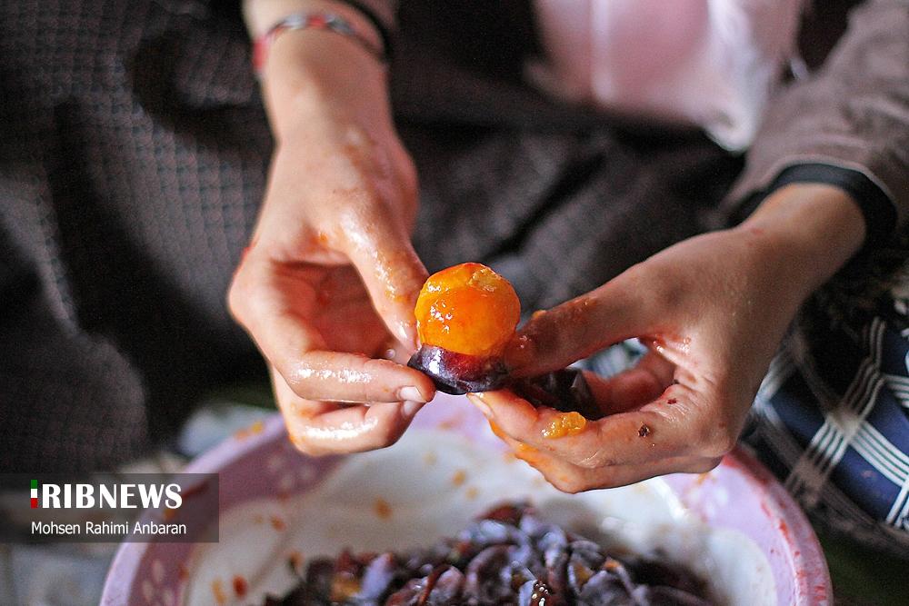 عکس/ برداشت و خشک کردن سنتی آلو در خور