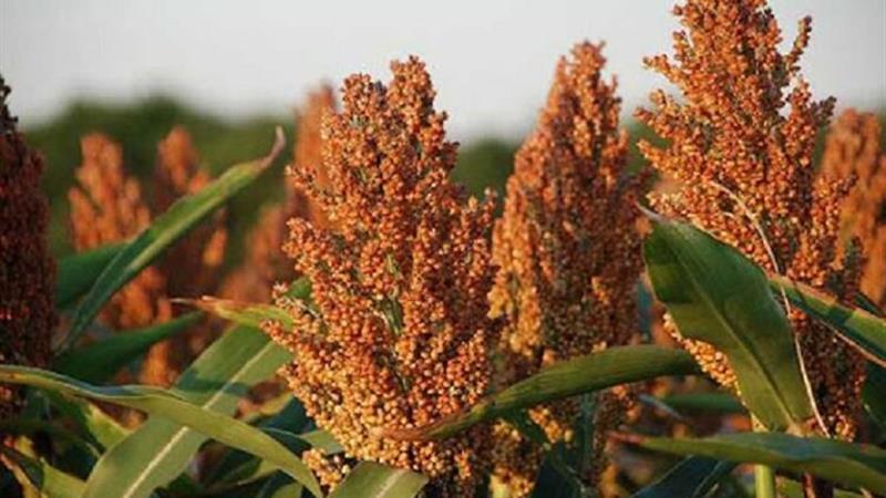 کشت ۷۰ هکتار سورگوم علوفهای در خراسان شمالی طی امسال