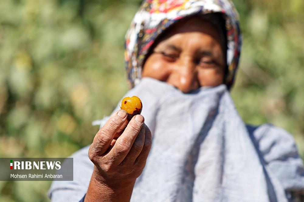 عکس/ برداشت و خشک کردن سنتی آلو در خور