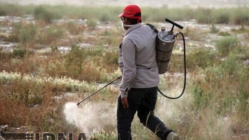 هجوم آفات در پس خشکسالی البرز / ضرورت نجات گیاهان