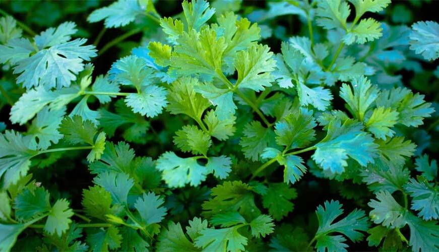 اراضی کارون زیر کشت گشنیز رفت