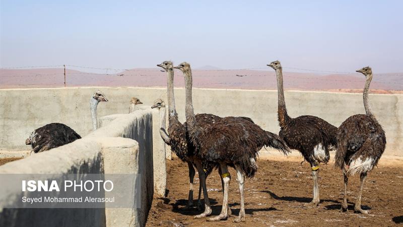 ظرفیت بالای سیستان برای پرورش شتر مرغ