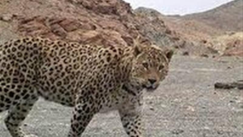 ثبت تصویر ۳ قلاده پلنگ در پارک ملی صیدوای مهدیشهر