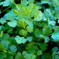 اراضی کارون زیر کشت گشنیز رفت