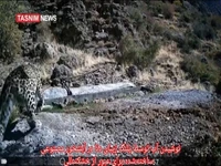 لحظه آب خوردن پلنگ از آبشخور حیوانات در دنا