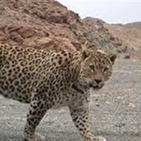 ثبت تصویر ۳ قلاده پلنگ در پارک ملی صیدوای مهدیشهر
