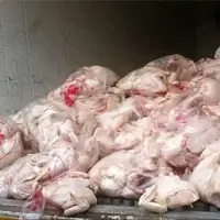 واردات گوشت مرغ کلید خورد