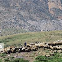 هشدار منابع طبیعی خراسان شمالی: ورود پیش از موعد دام ممنوع است