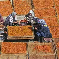 عکس/ برداشت و خشک کردن سنتی آلو در خور