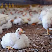 وضعیت اسفناک یک مرغداری به دلیل عدم رسیدن خوراک مخصوص