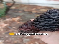 دور ریزترین کارها رو تبدیل به شمع کن