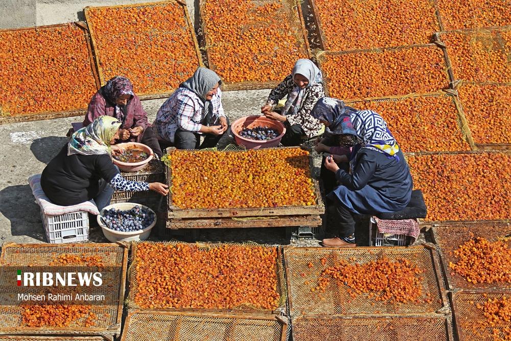 عکس/ برداشت و خشک کردن سنتی آلو در خور