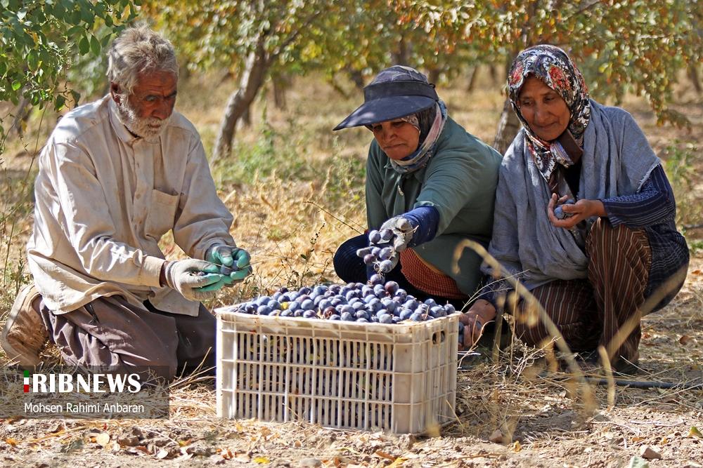 عکس/ برداشت و خشک کردن سنتی آلو در خور