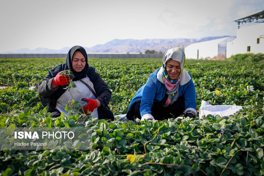 تولید برای محرومیت زدایی؛ گلخانه توتفرنگی چناران