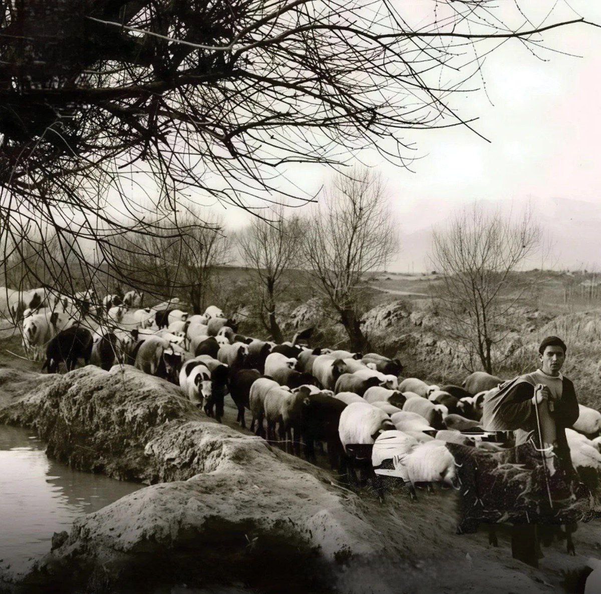 بلوار کشاورز تهران یکصد سال پیش
